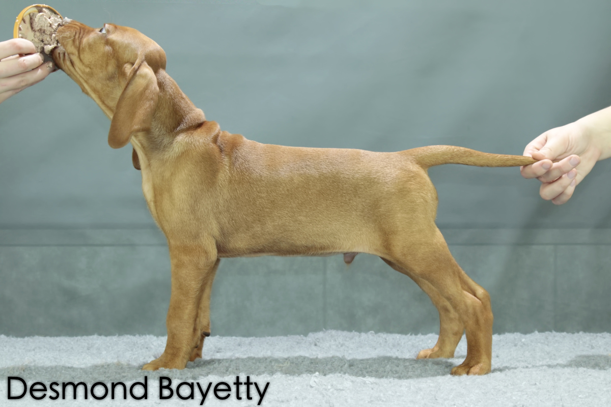  Desmond Chs Bayetty madarský ohar krátkosrstý 