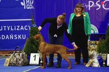  Feketicsi Vadasz GENIUSZ 