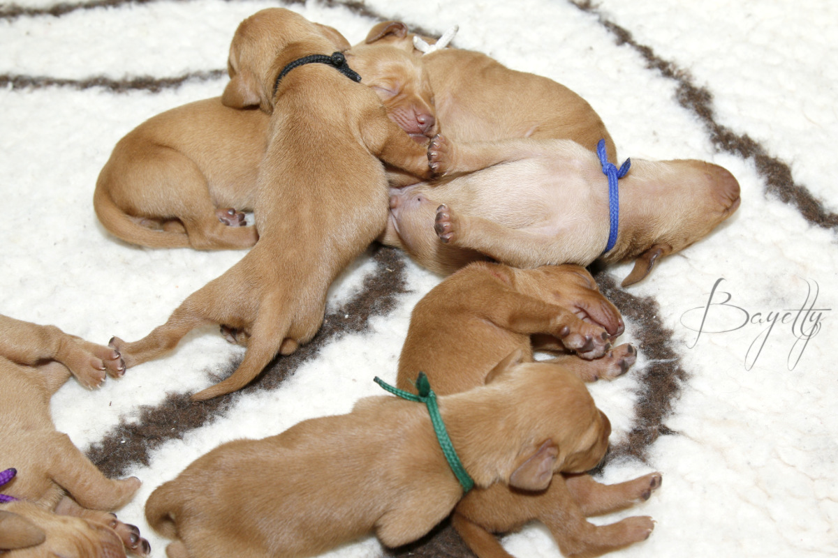  krátkosrstý-maďar-maďarský-ohař-Magyar-Vizsla 