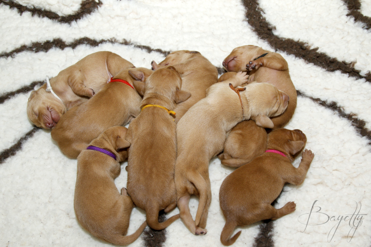  krátkosrstý-maďar-maďarský-ohař-Magyar-Vizsla 