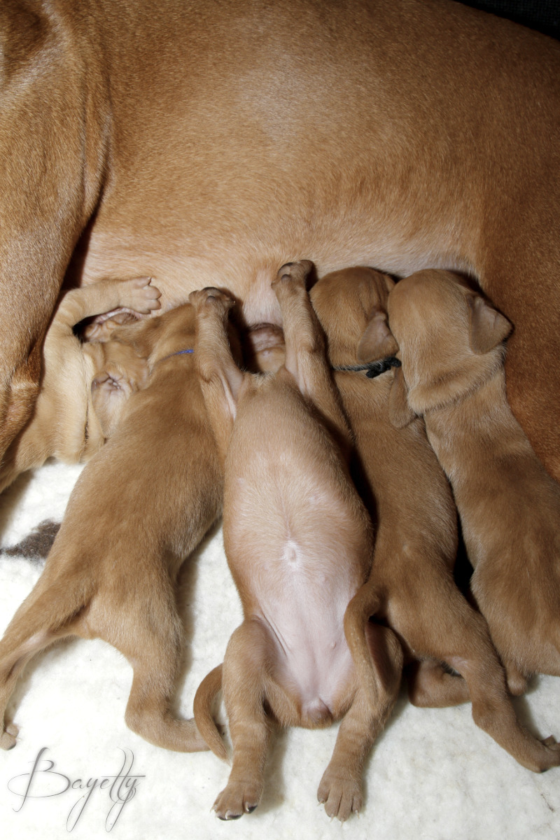  Maďarský ohař krátkosrstý Vizsla Bayetty 