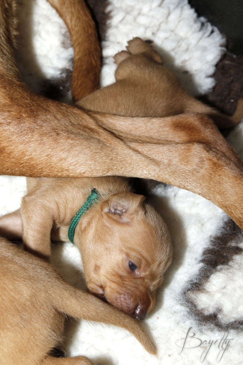  Maďarský ohař krátkosrstý Vizsla Bayetty 