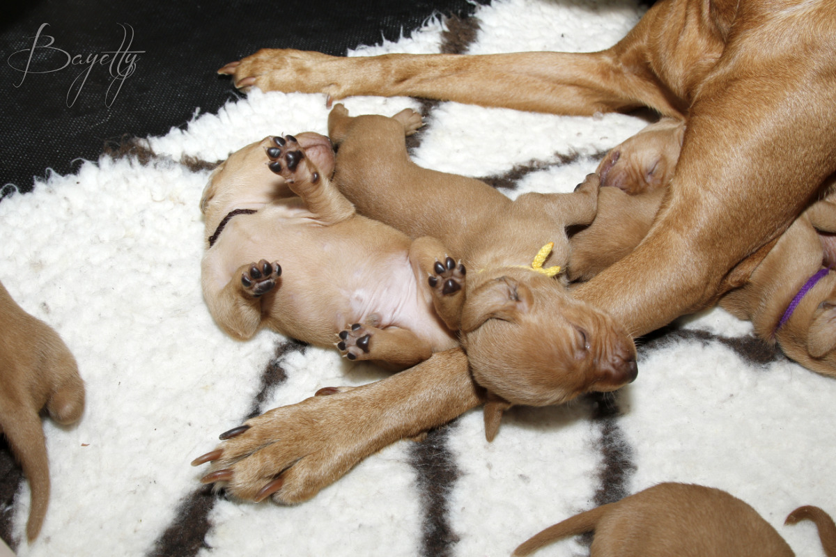  Maďarský ohař krátkosrstý Vizsla Bayetty 