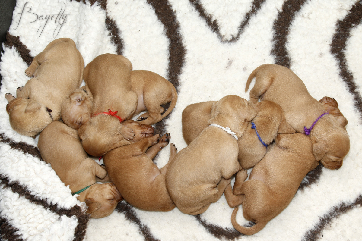  Maďarský ohař krátkosrstý Vizsla Bayetty 