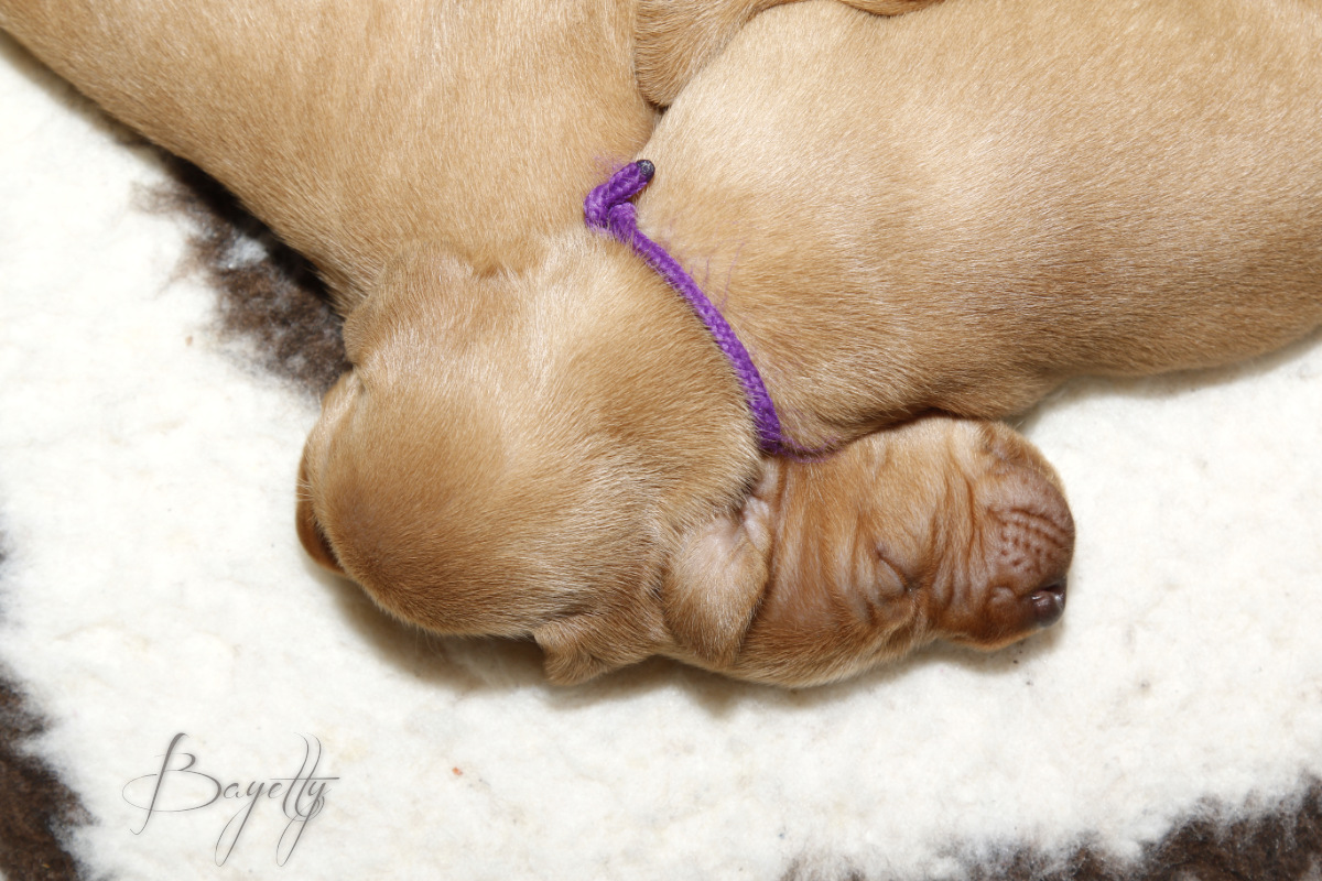  Maďarský ohař krátkosrstý Vizsla Bayetty 