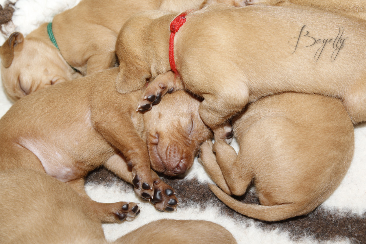  Maďarský ohař krátkosrstý Vizsla Bayetty 