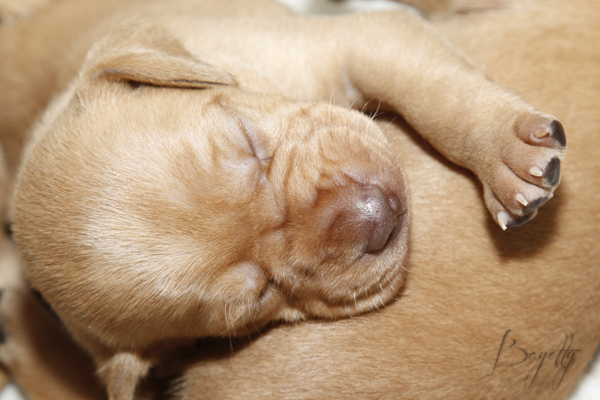  Maďarský ohař krátkosrstý Vizsla Bayetty 