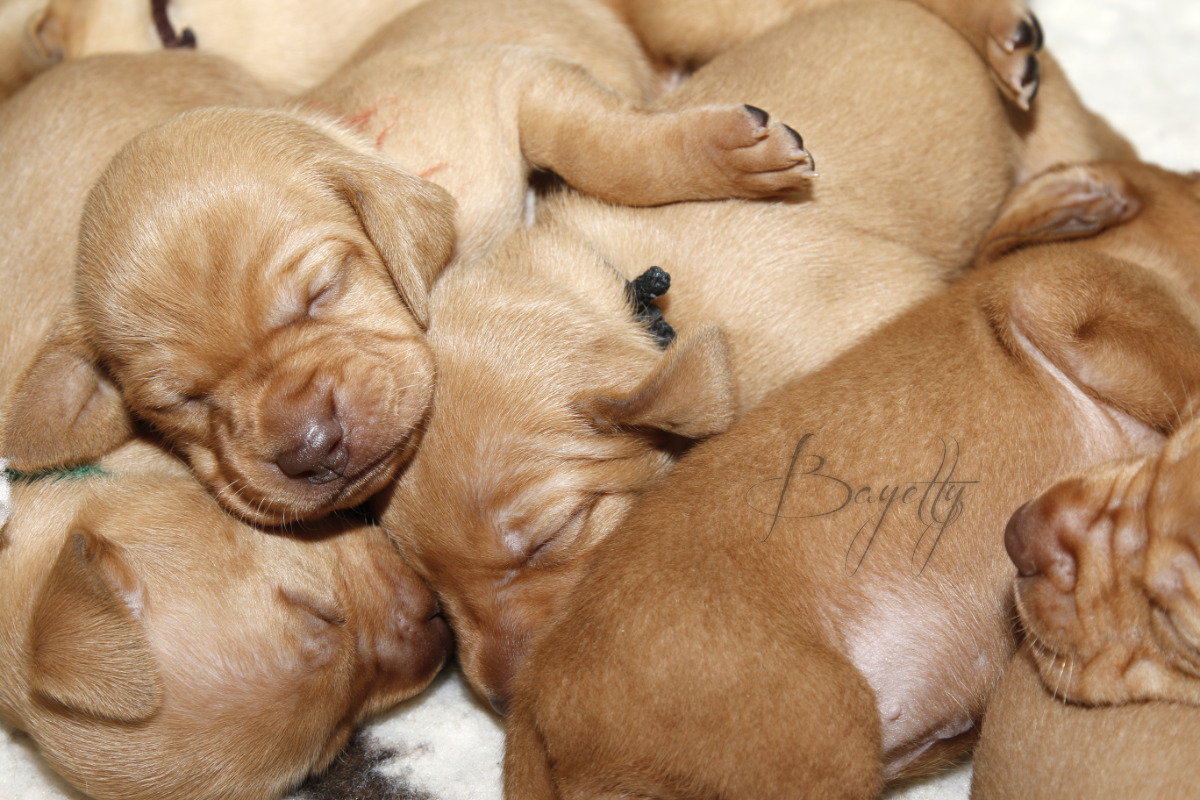  Maďarský ohař krátkosrstý Vizsla Bayetty 