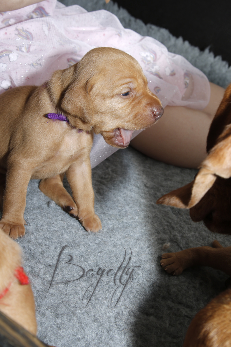  Maďarský ohař krátkosrstý Vizsla Bayetty 