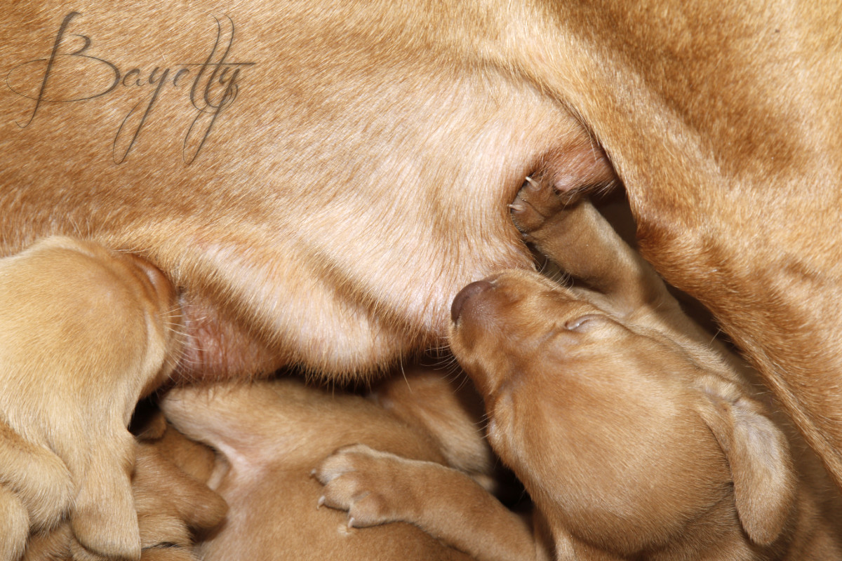  Maďarský ohař krátkosrstý Vizsla Bayetty 