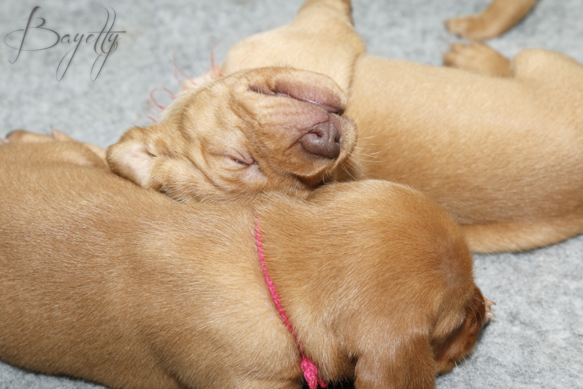  Maďarský ohař krátkosrstý Vizsla Bayetty 