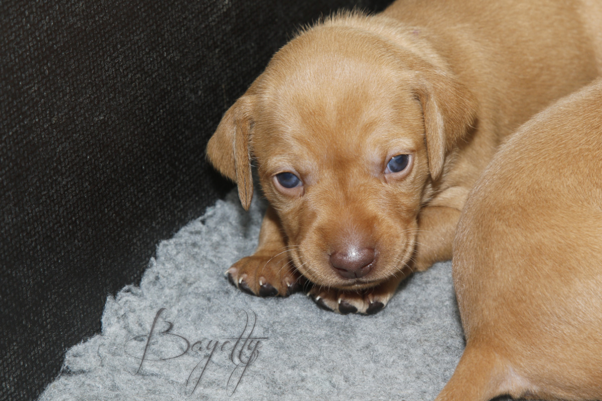  Maďarský ohař krátkosrstý Vizsla Bayetty 