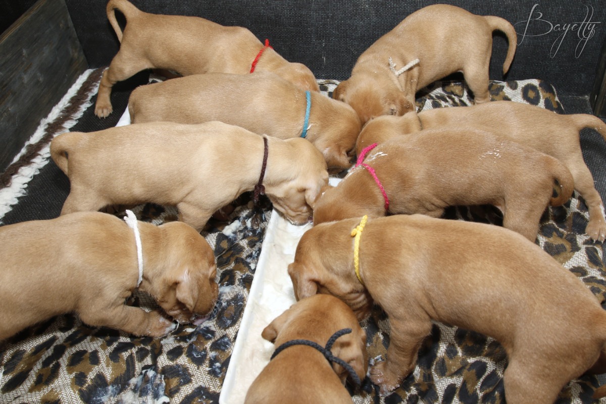  Maďarský ohař krátkosrstý Vizsla Bayetty 