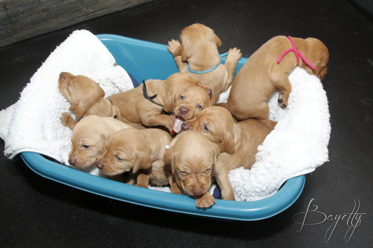  Maďarský ohař krátkosrstý Vizsla Bayetty 