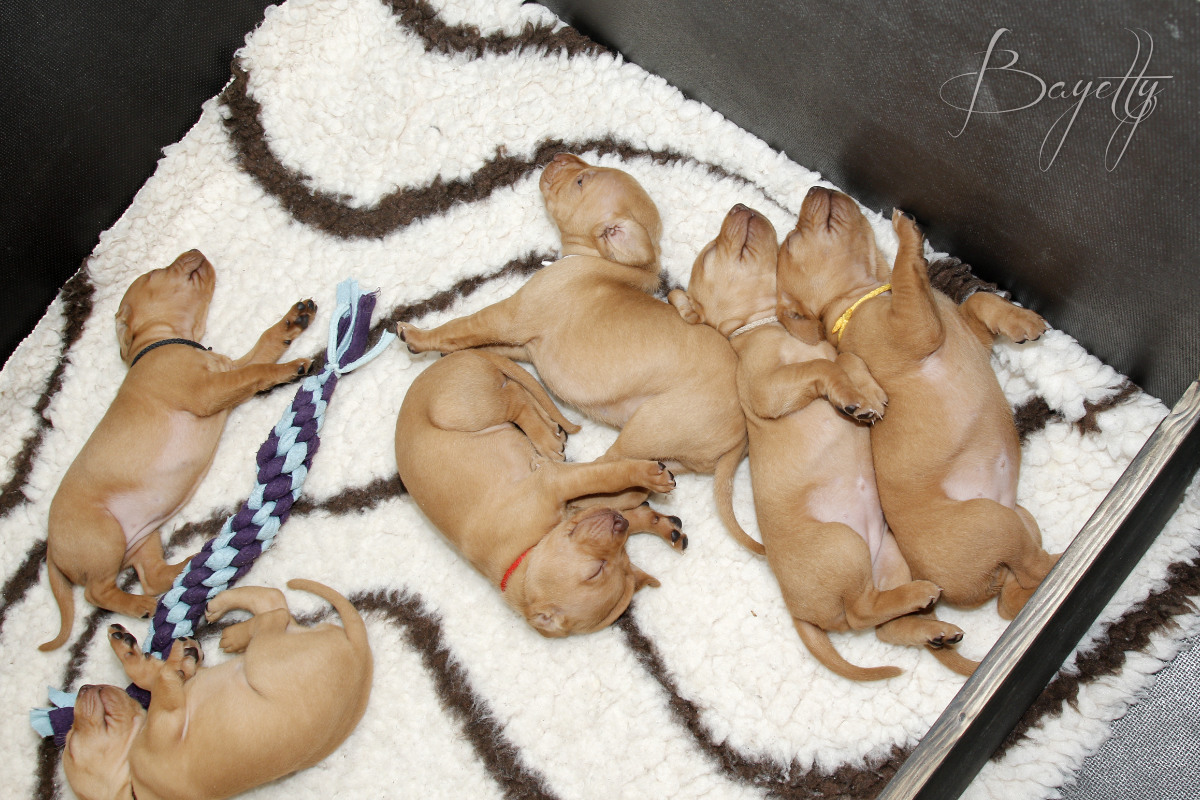  Maďarský ohař krátkosrstý Vizsla Bayetty 