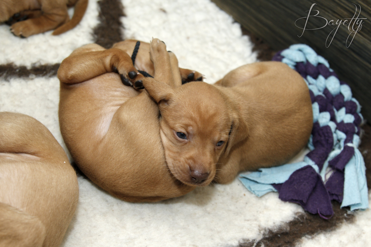  Maďarský ohař krátkosrstý Vizsla Bayetty 