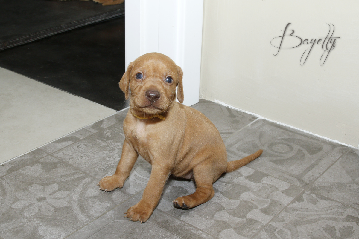  Maďarský ohař krátkosrstý Vizsla Bayetty 