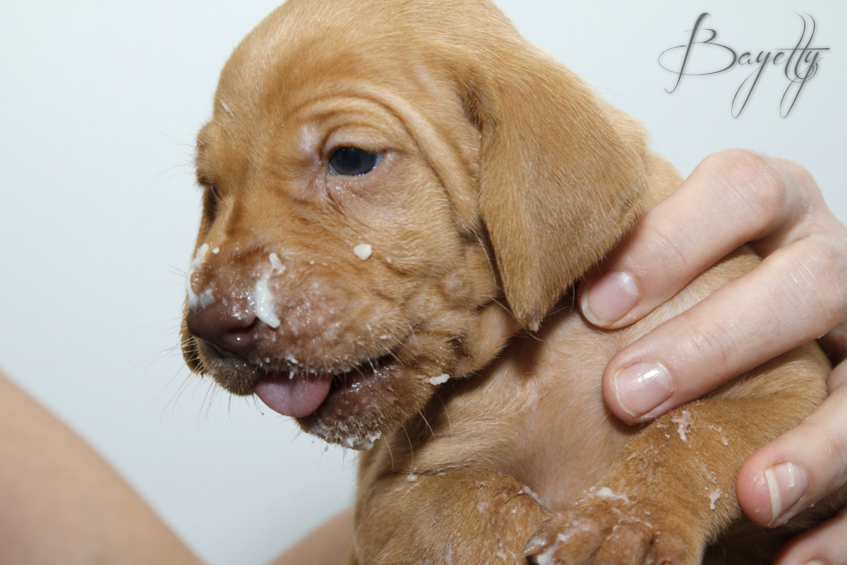  Maďarský ohař krátkosrstý Vizsla Bayetty 