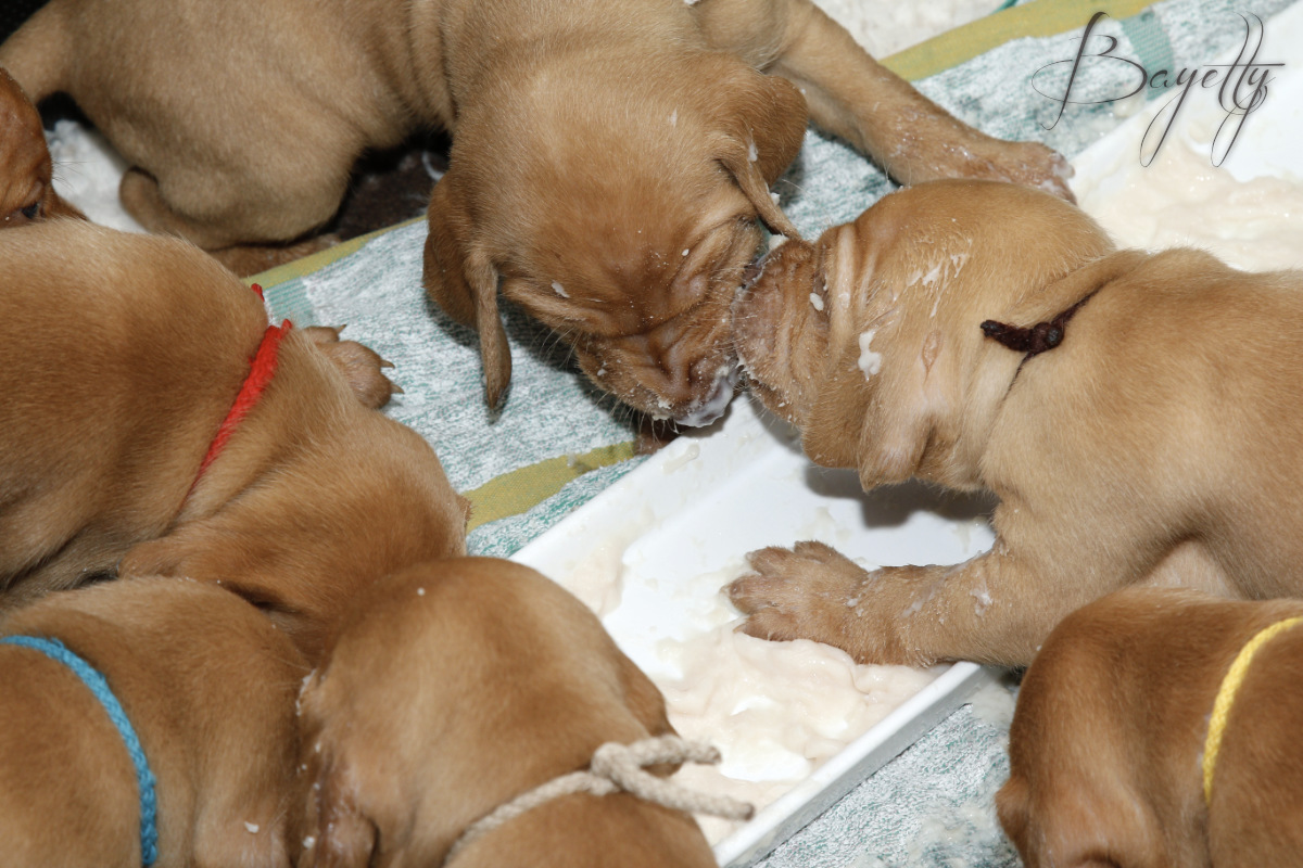  Maďarský ohař krátkosrstý Vizsla Bayetty 