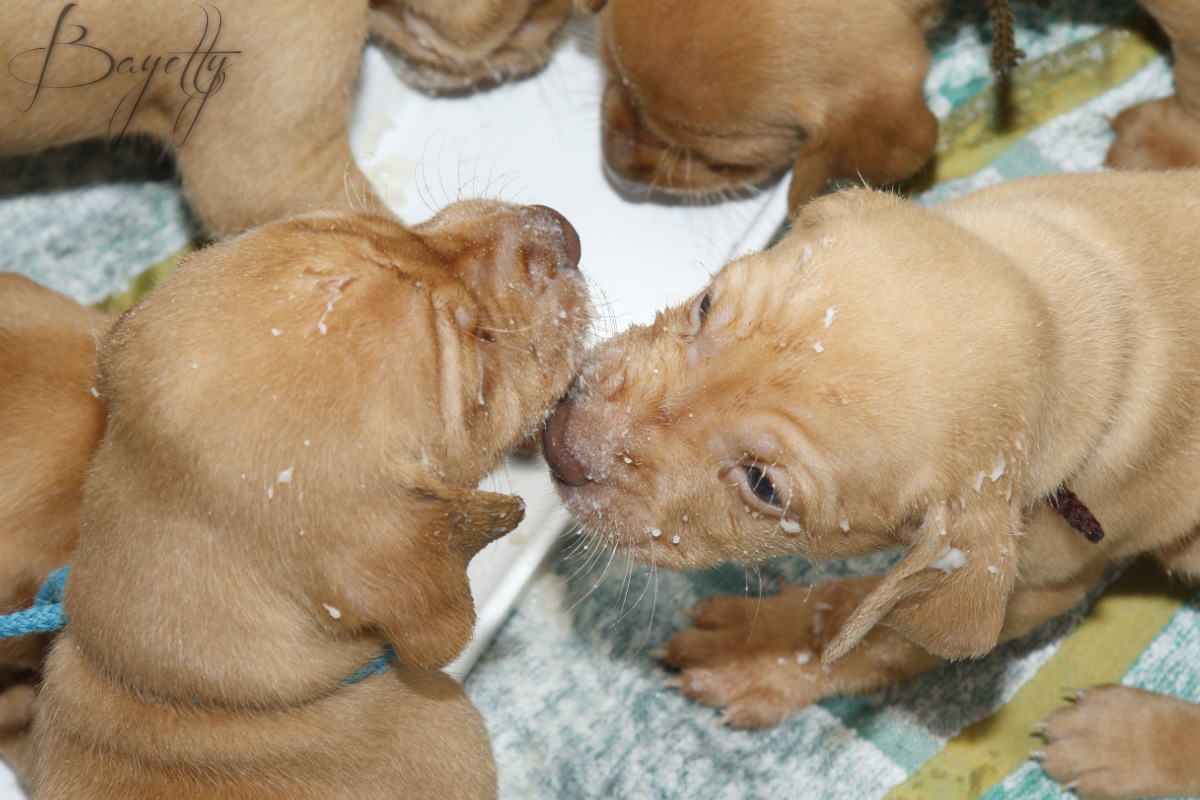  Maďarský ohař krátkosrstý Vizsla Bayetty 