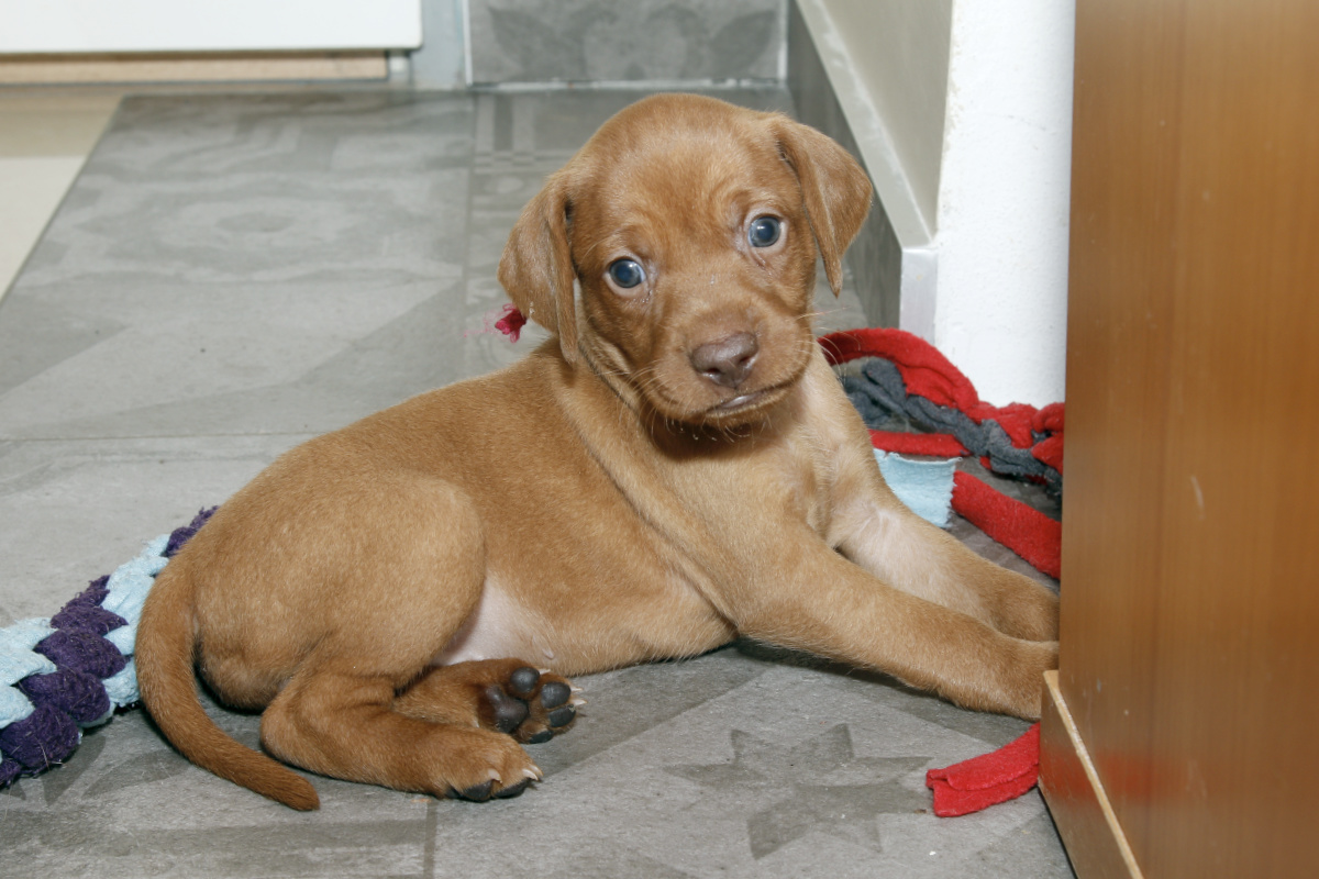  Maďarský ohař krátkosrstý Vizsla Bayetty 