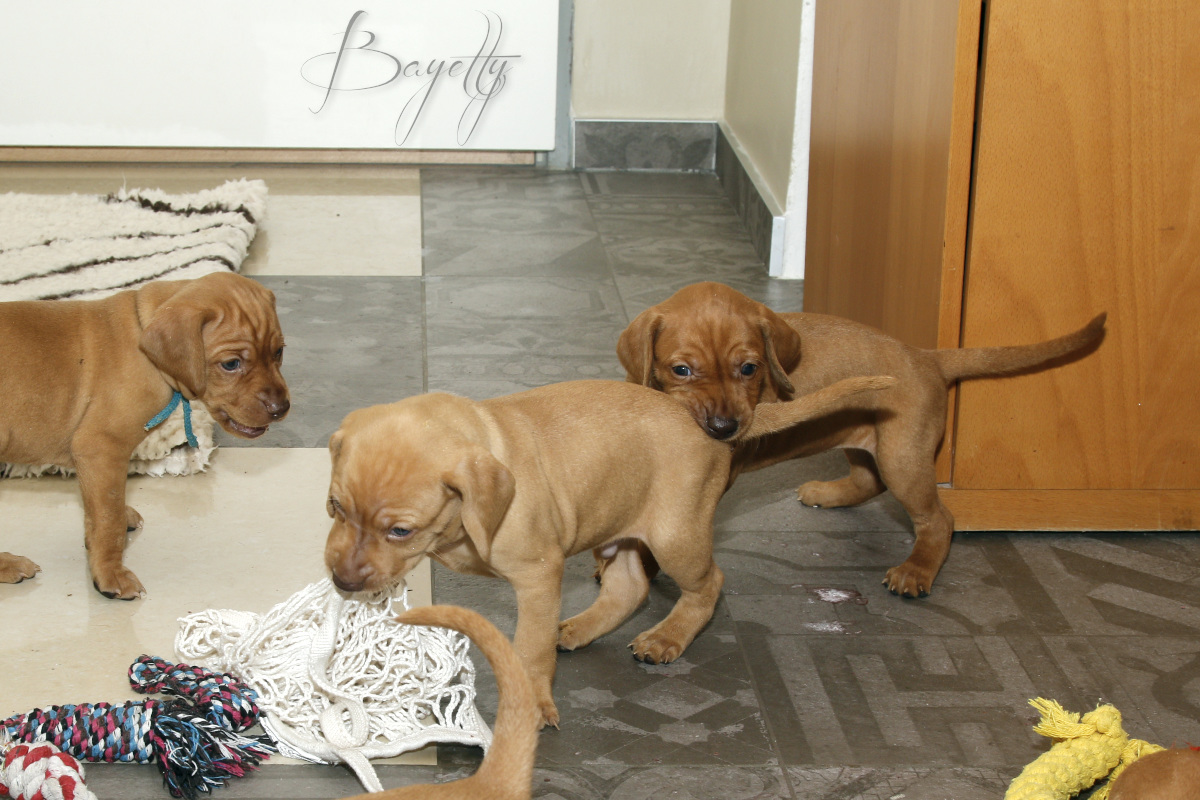  Bayetty_MOK_Madarsky_ohar_kratkosrsty_Praha_štěňata 