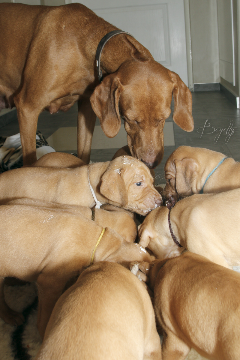  Bayetty_MOK_Madarsky_ohar_kratkosrsty_Praha_štěňata 