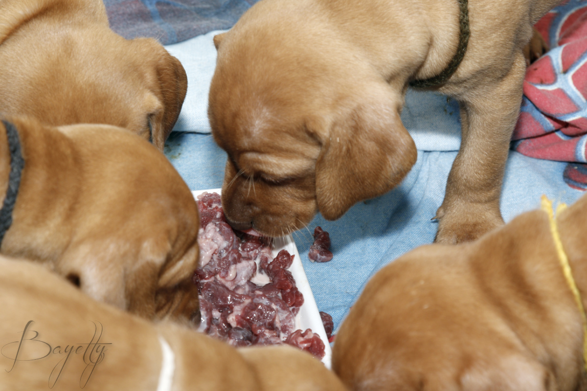  Bayetty_MOK_Madarsky_ohar_kratkosrsty_Praha_dog_puppy 