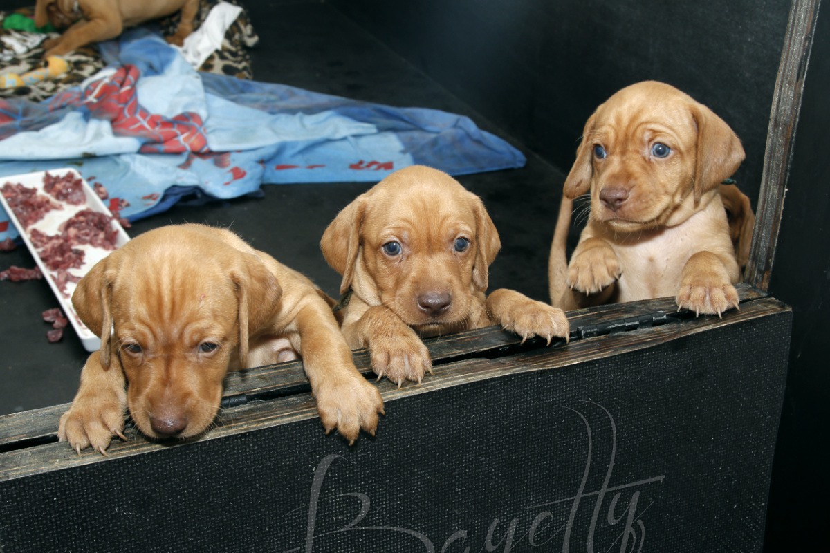  Bayetty_MOK_Madarsky_ohar_kratkosrsty_Praha_štěňata 