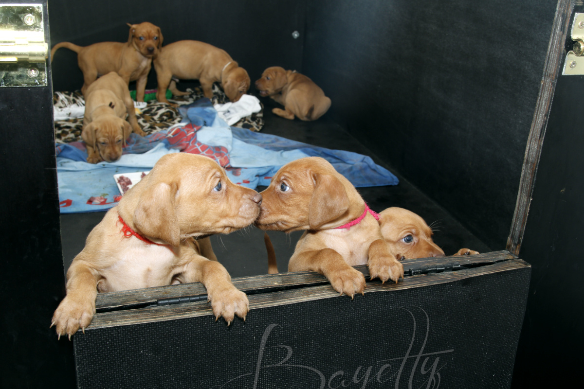  Bayetty_MOK_Madarsky_ohar_kratkosrsty_Praha_štěňata 