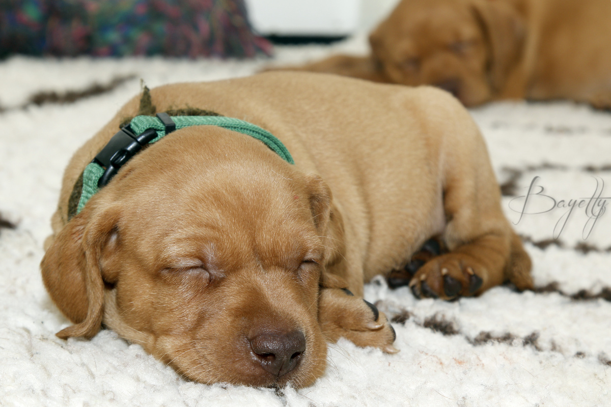  Bayetty_MOK_Madarsky_ohar_kratkosrsty_Praha_štěňata 