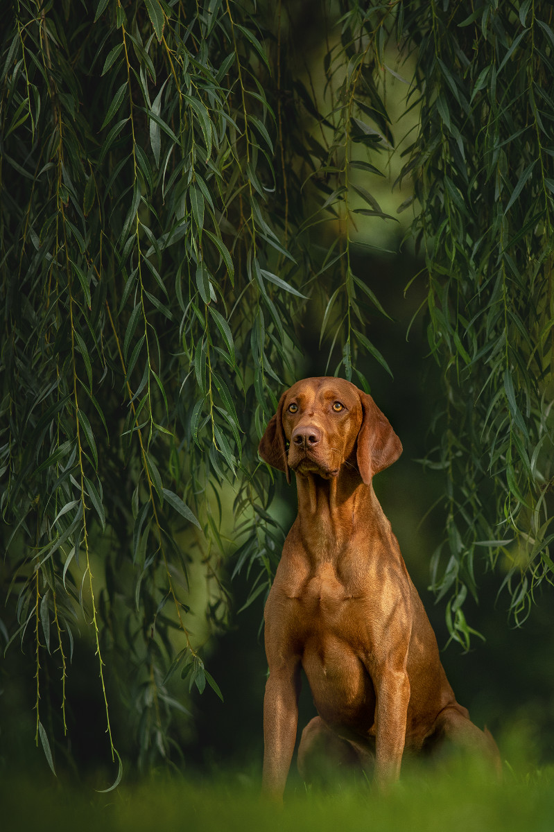  Ch. Best of Casa de Canela 