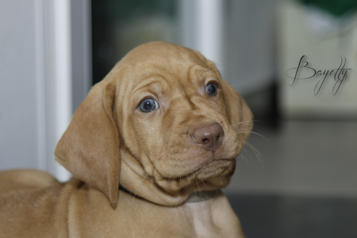  Maďarský ohař krátkosrstý Vizsla Bayetty 