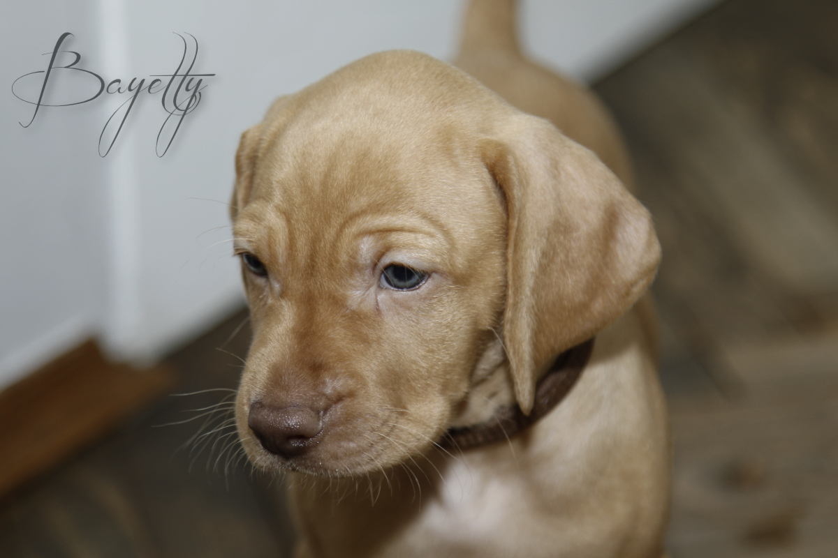  Maďarský ohař krátkosrstý Vizsla Bayetty 