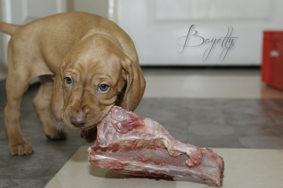  Bayetty_MOK_Madarsky_ohar_kratkosrsty_Praha_dog_puppy 