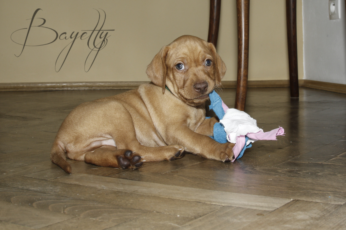  Madarský_ohař_krátkosrstý_Chovatelská_stanice_MOK_prodej_štěňat 