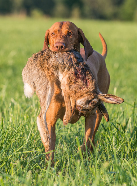  Ch. Best of Casa de Canela 