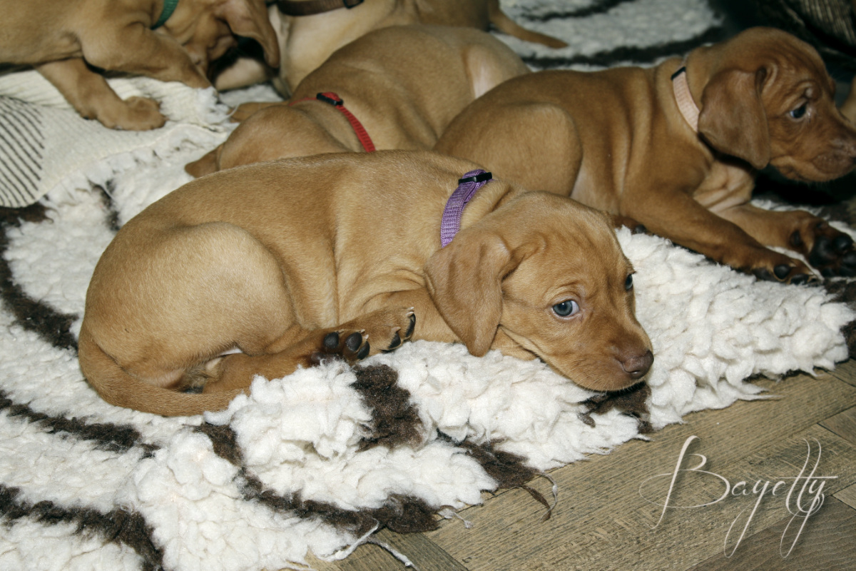  Madarský_ohař_krátkosrstý_Chovatelská_stanice_MOK_prodej_štěňat 