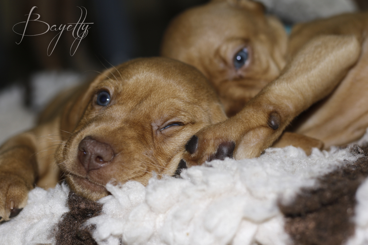  Madarský_ohař_krátkosrstý_Chovatelská_stanice_MOK_prodej_štěňat 