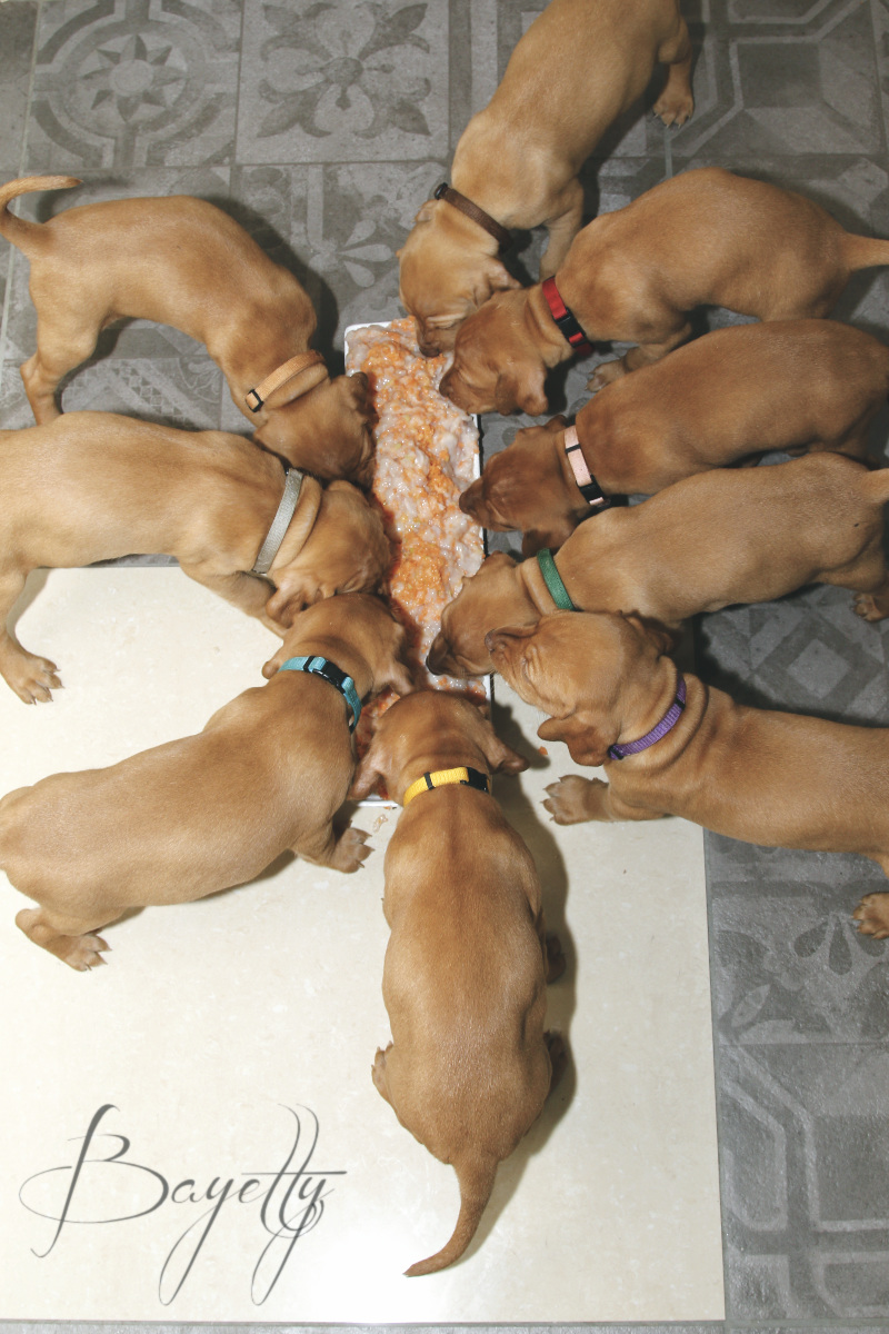  Madarský_ohař_krátkosrstý_Chovatelská_stanice_MOK_prodej_štěňat 