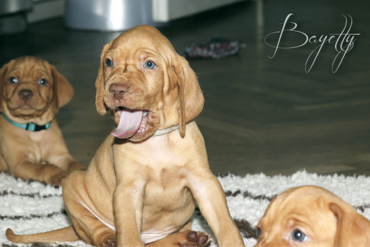  Bayetty_MOK_Madarsky_ohar_kratkosrsty_Praha_dog_puppy 