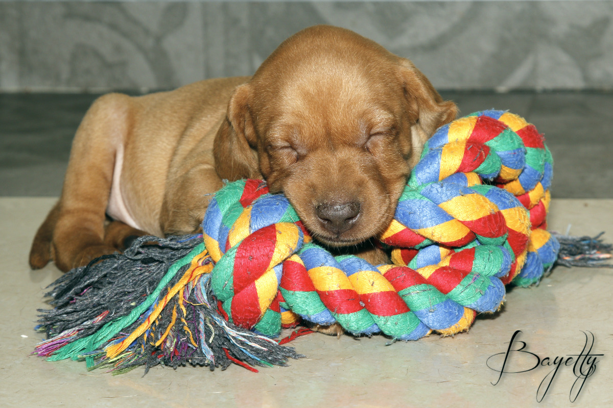 Madarský_ohař_krátkosrstý_Chovatelská_stanice_MOK_prodej_štěňat 