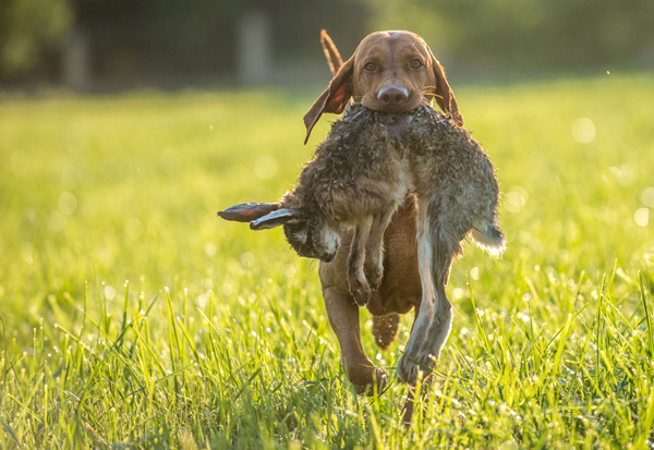  Ch. Best of Casa de Canela 