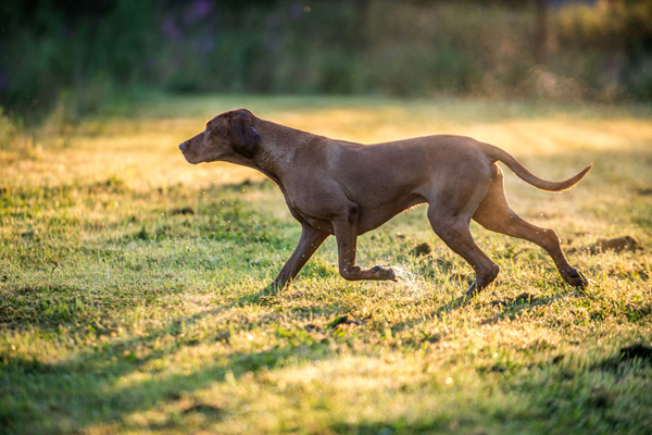  Ch. Best of Casa de Canela 