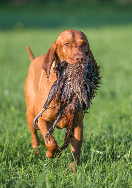  Ch. Best of Casa de Canela 