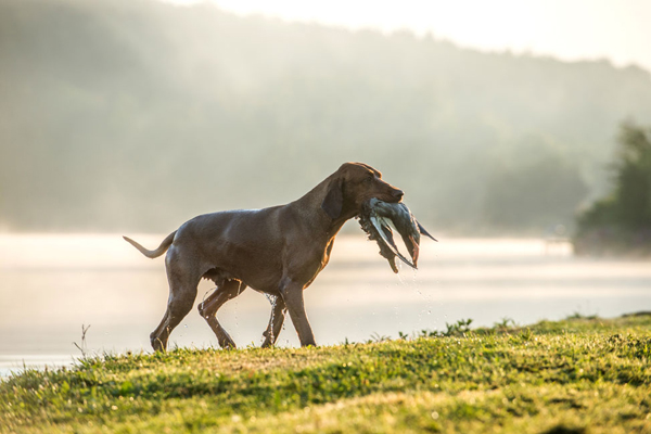  Ch. Best of Casa de Canela 