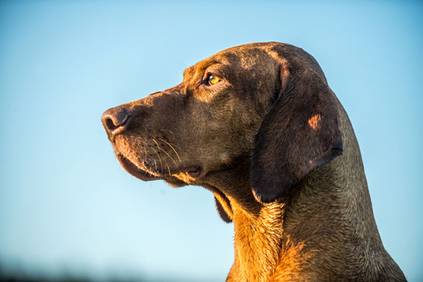  Ch. Best of Casa de Canela 