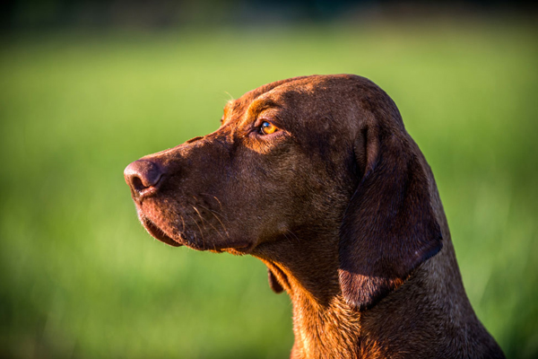  Ch. Best of Casa de Canela 