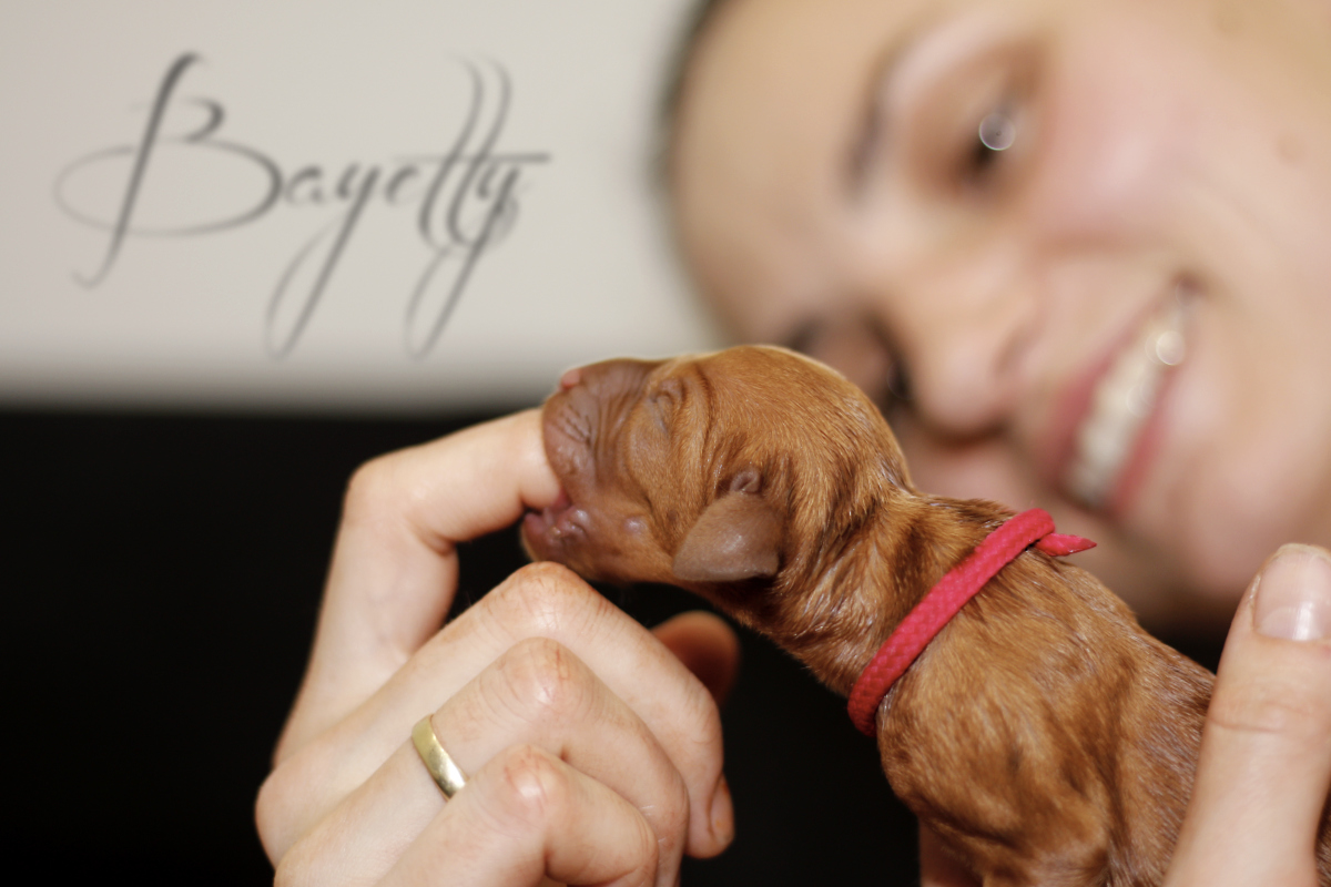  stenata_MOK_Praha_madarsky_ohar_kratkosrsty_ 