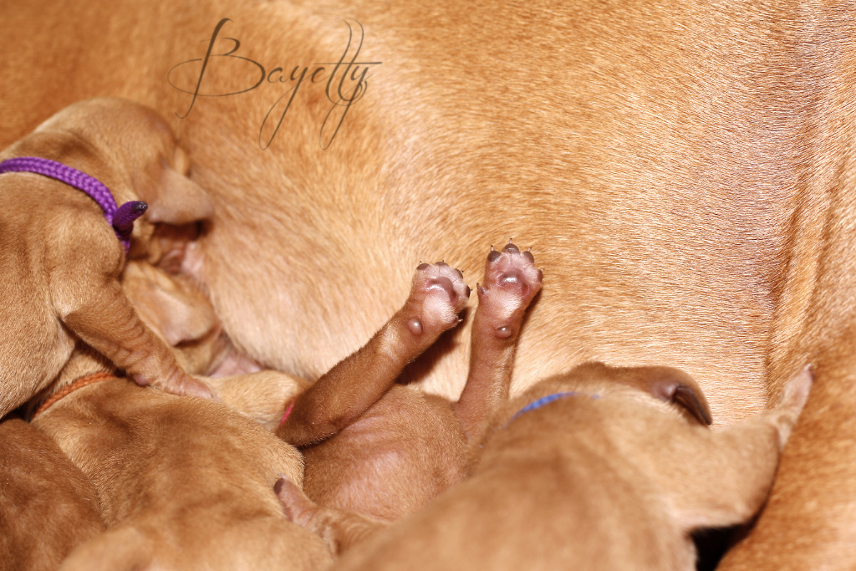  Madarský-ohař-krátkosrstý-Chovatelská-stanice-MOK-prodej-štěňat 